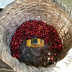 Bezoek koffieplantage Nicaragua 2016
