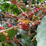 Bezoek koffieplantage Nicaragua 2016